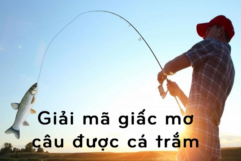 Giải mã giấc mơ câu được cá trắm