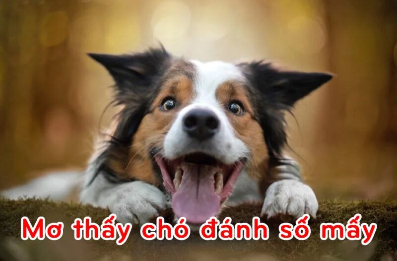 Mơ thấy chó đánh số mấy