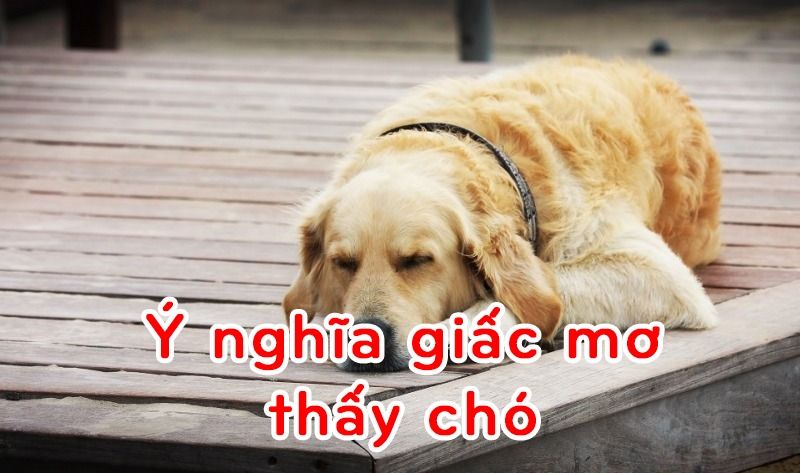 Ý nghĩa giấc mơ thấy chó