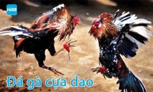 Đá gà cựa dao là gì?