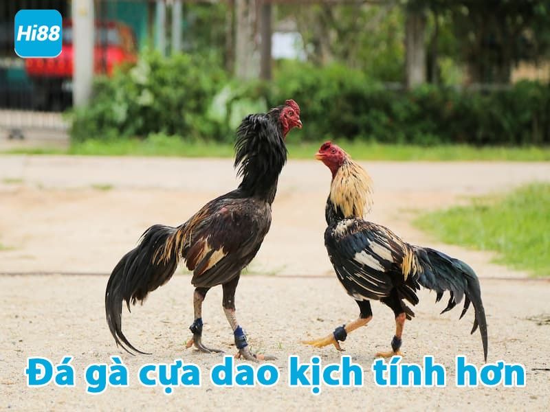 Đá gà cựa dao kịch tính hơn