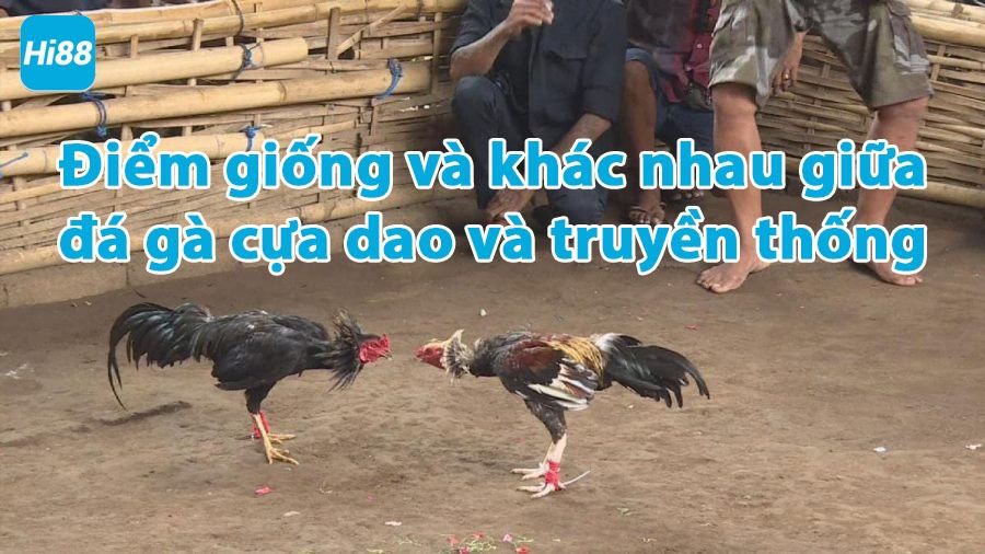 Điểm giống và khác nhau giữa đá gà cựa dao và đá gà truyền thống 