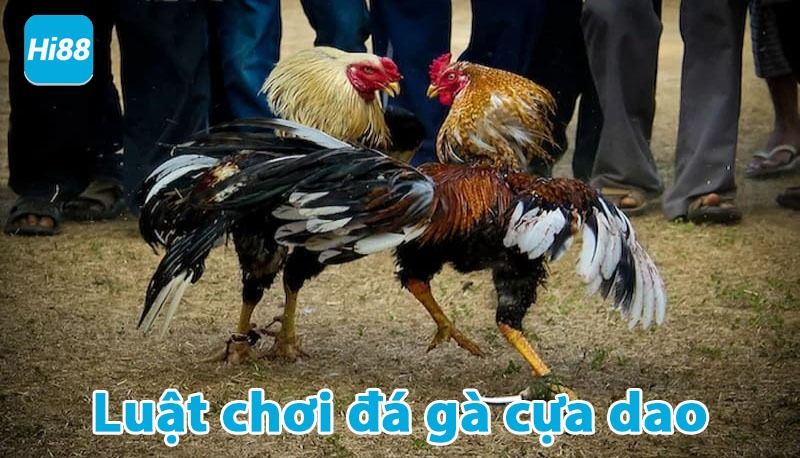 Luật chơi đá gà cửa dao chi tiết