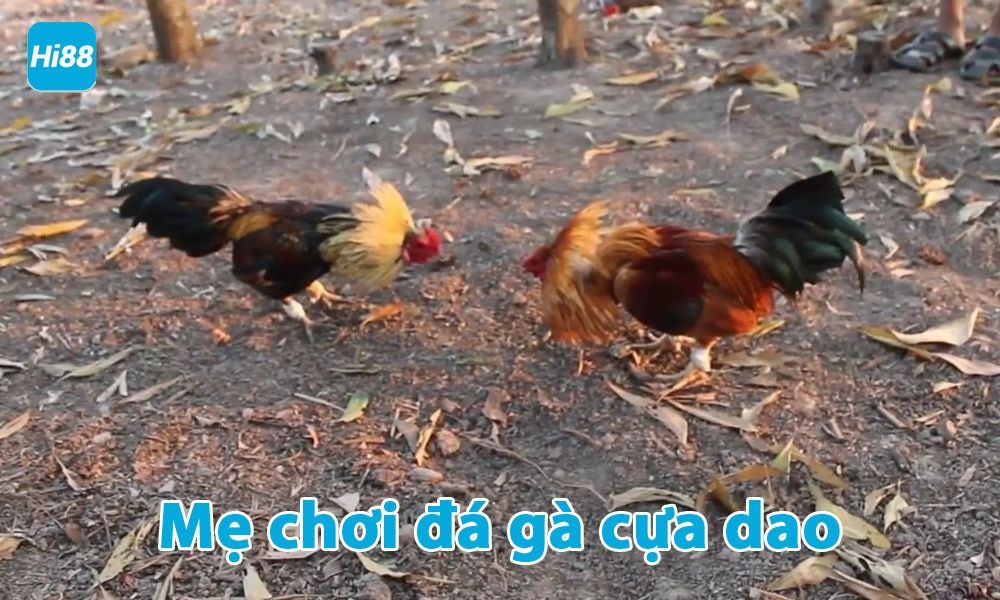 Mẹo chơi đá gà cựa dao