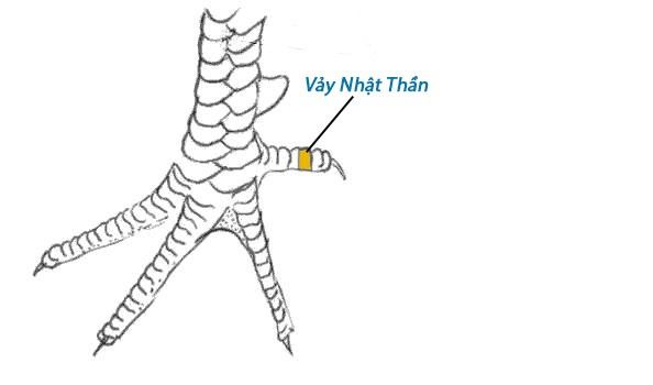 Vảy Nhật Thần