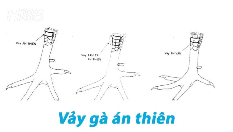 Vảy gà án thiên