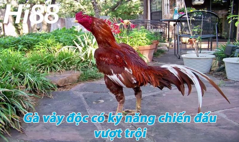 Gà vảy độc có kỹ năng chiến đấu vượt trội hơn