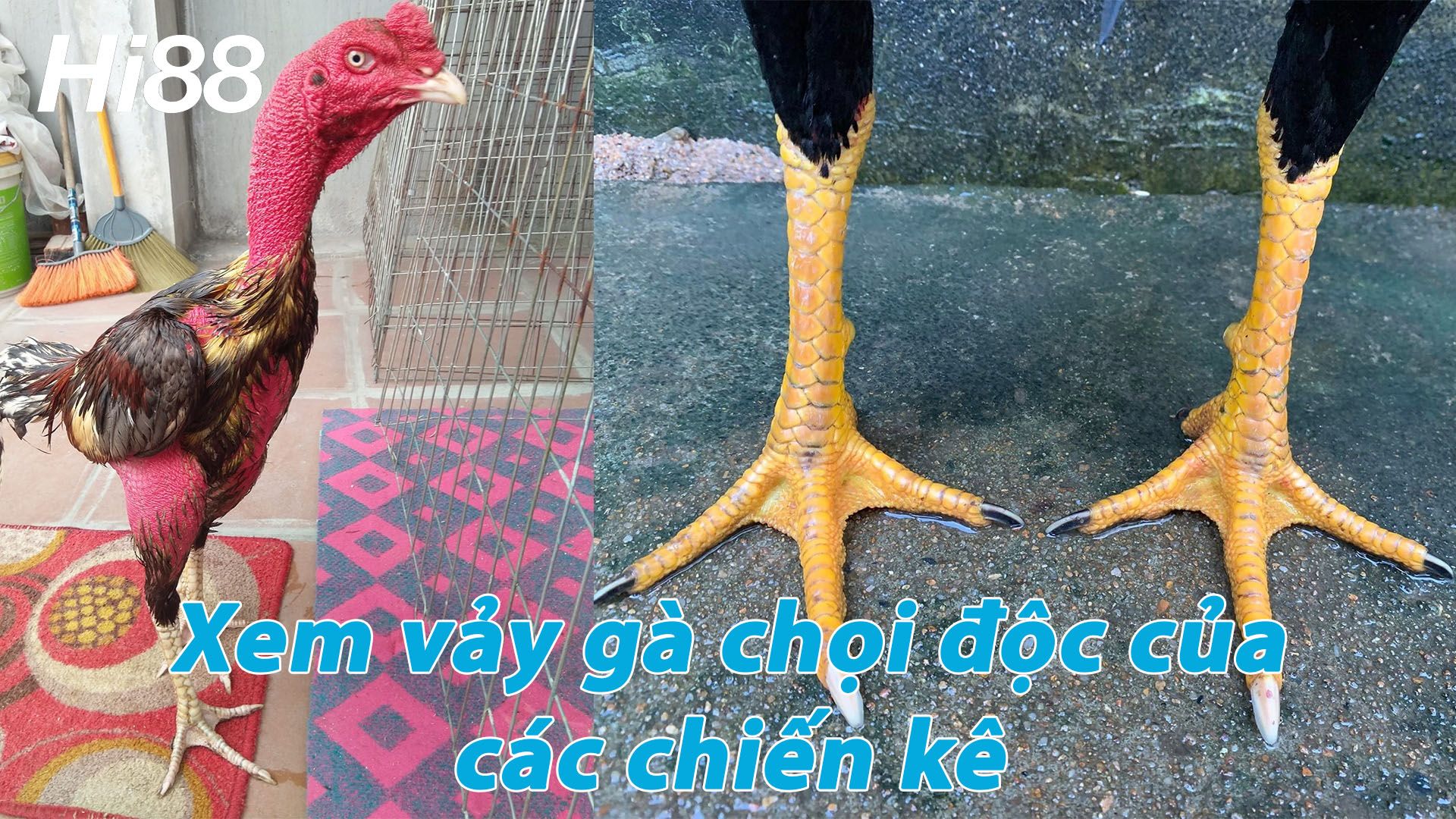 Vảy gà chọi độc là yếu tố chọn chiến kê