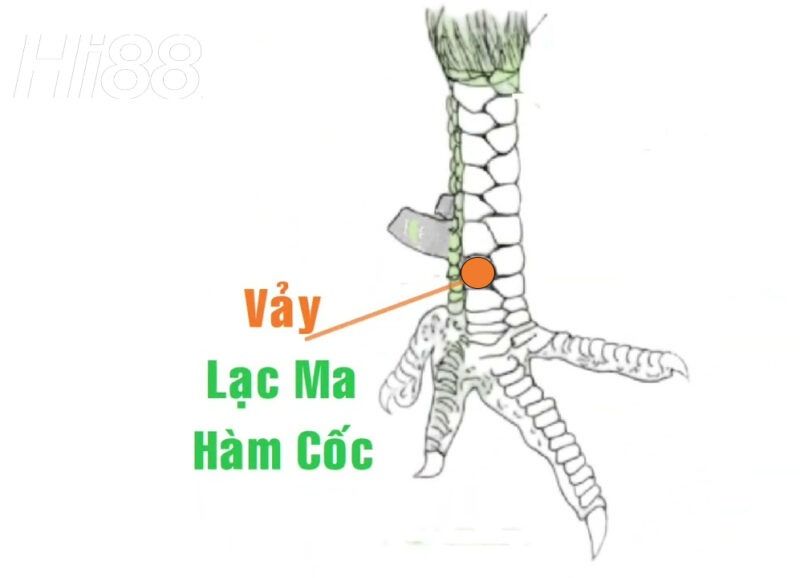 Vảy lạc ma hàm cốc