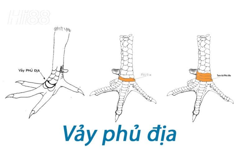 Vảy gà phủ địa