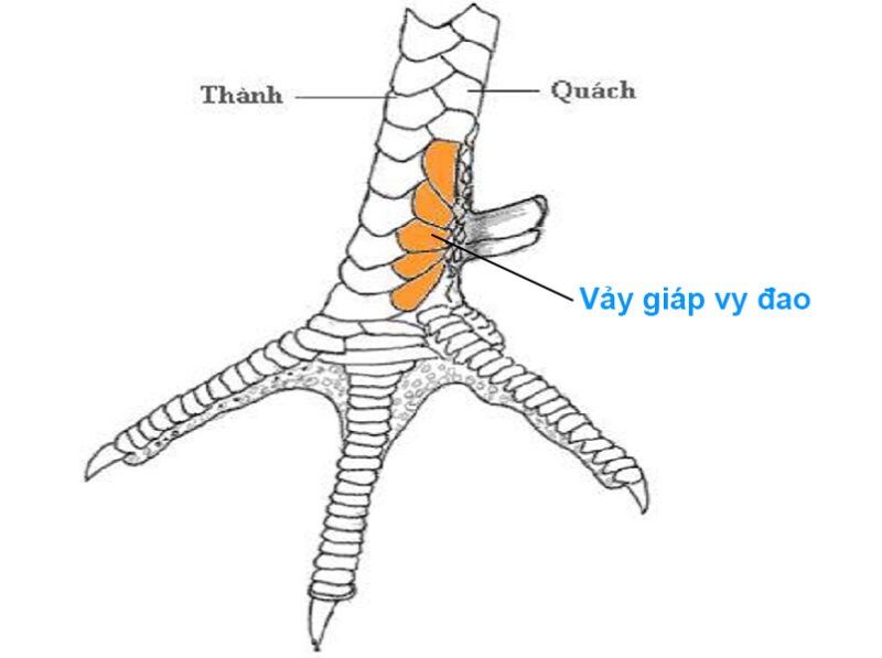 Vảy giáp vy đao 