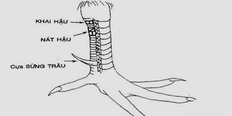 Vảy gà khai hậu - Nát hậu