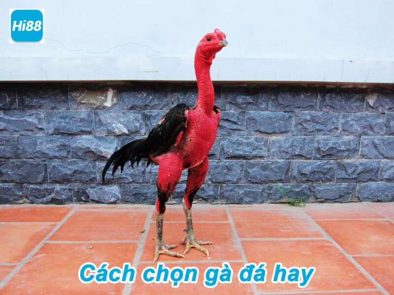 Cách chọn gà đá hay anh em cần nhớ