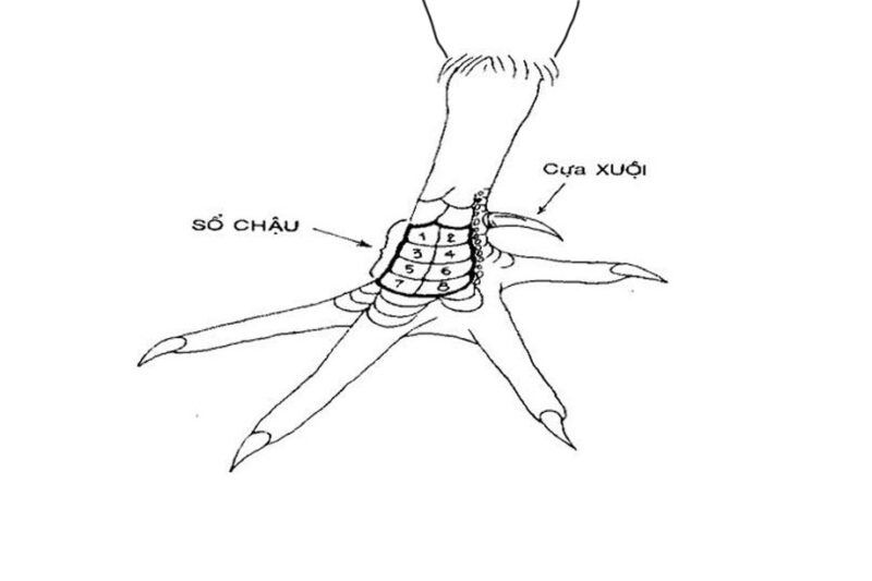 Sổ chậu tám vảy – Cựa xuội