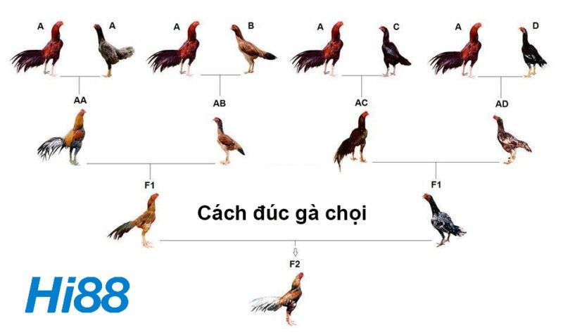 Đúc gà chợi nhằm tạo ra gà tốt hơn