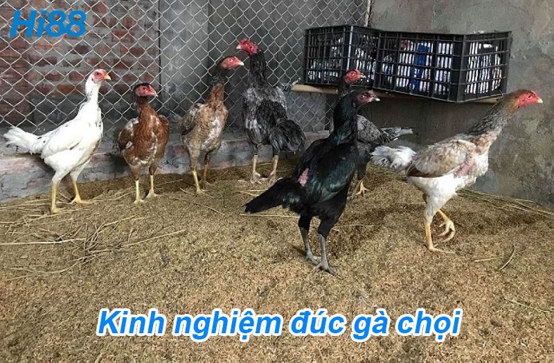 Kinh nghiệm đúc gà chọi